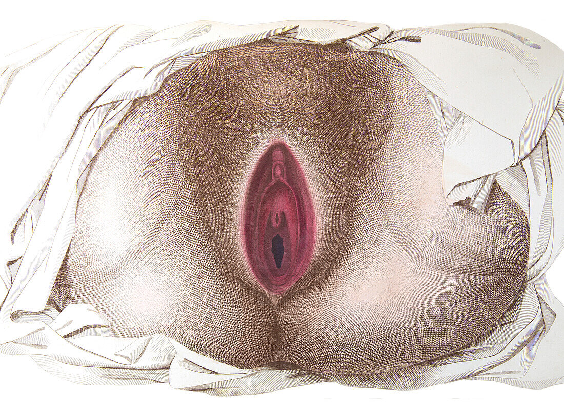 Female perineum, illustration