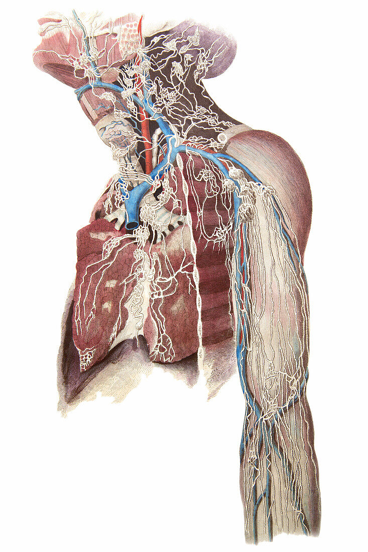 Lymphatics upper limb, lungs, neck, illustration