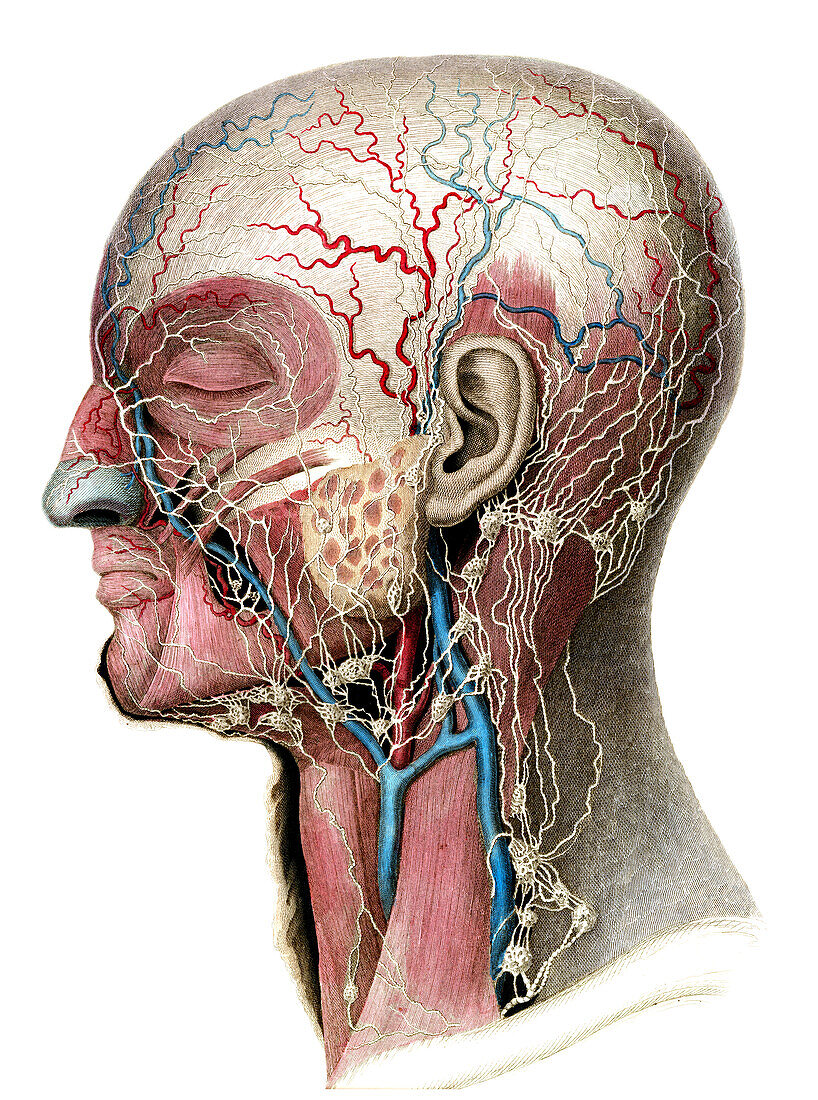 Lymphatics of head and neck, illustration