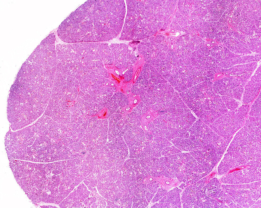 Human submandibular gland, light micrograph
