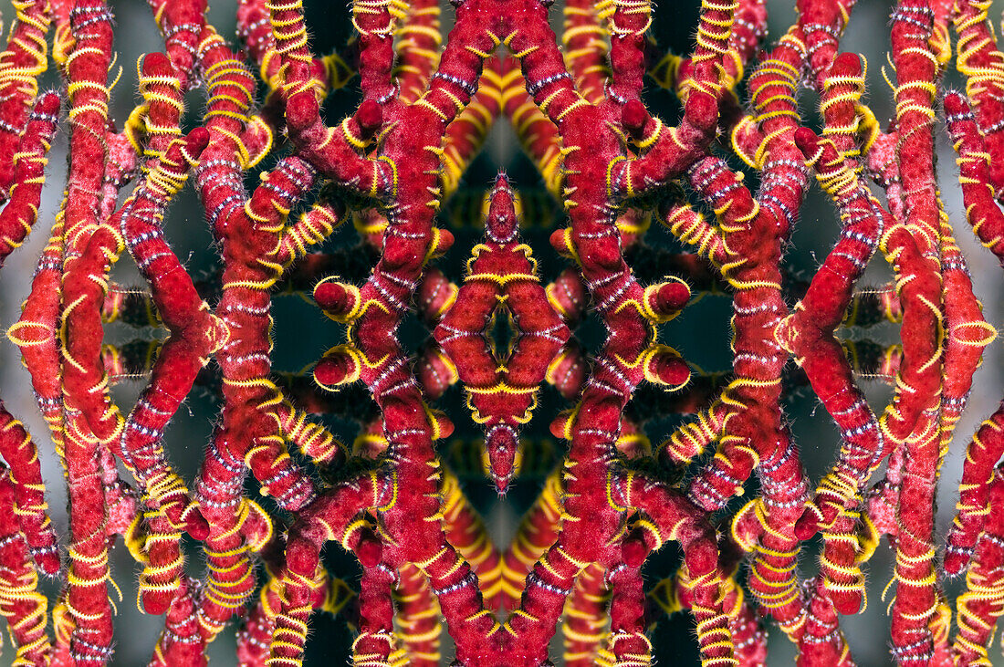 Brittlestars on gorgonian, abstract image