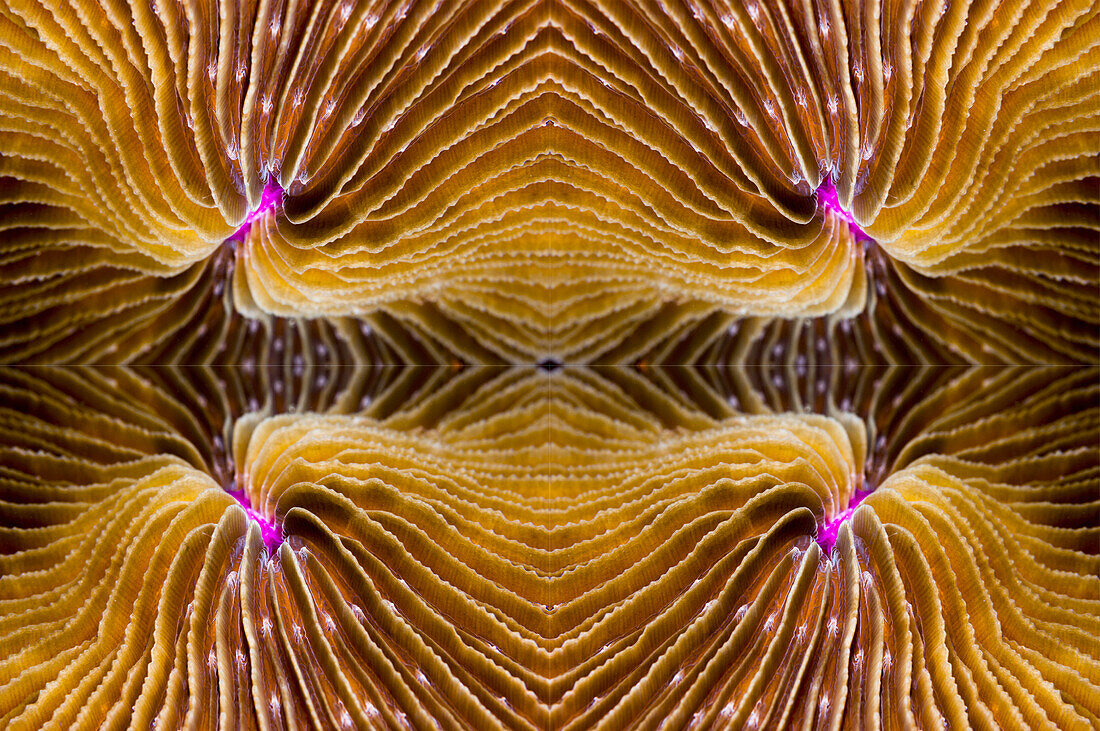 Mushroom coral, abstract image