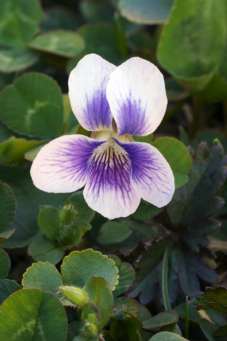 Common blue violet (Viola sororia) flower