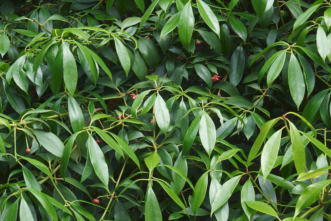 Chinese anise (Illicium henryi) tree foliage