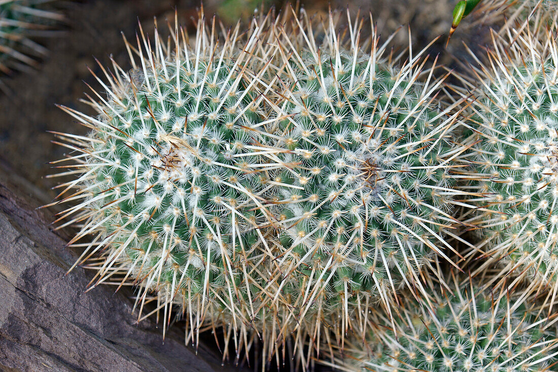Owl-eye pincushion cactus (Mammillaria parkinsonii)