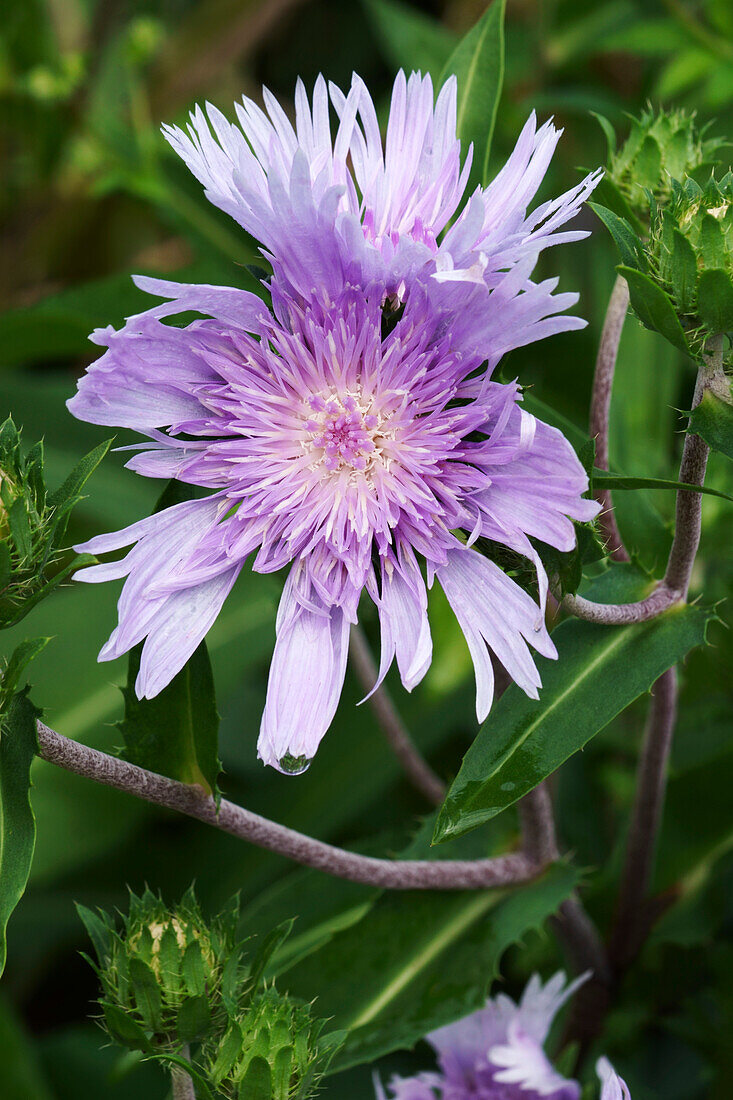 Stockesia (Stokesia laevis) flowers