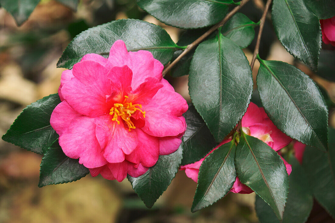Camellia hiemalis 'Shishigashira'