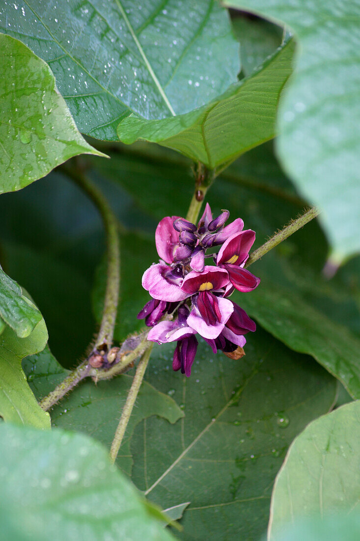 Close-up of Kudzu (Pueraria montana) flowers