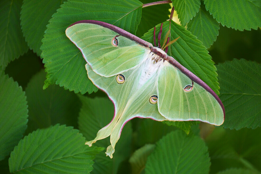 Male luna moth