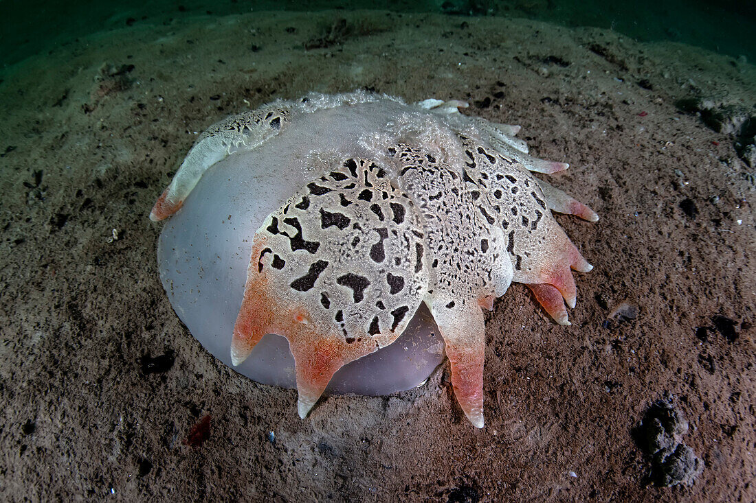 Tethys fimbria nudibranch resting on muddy sea bed