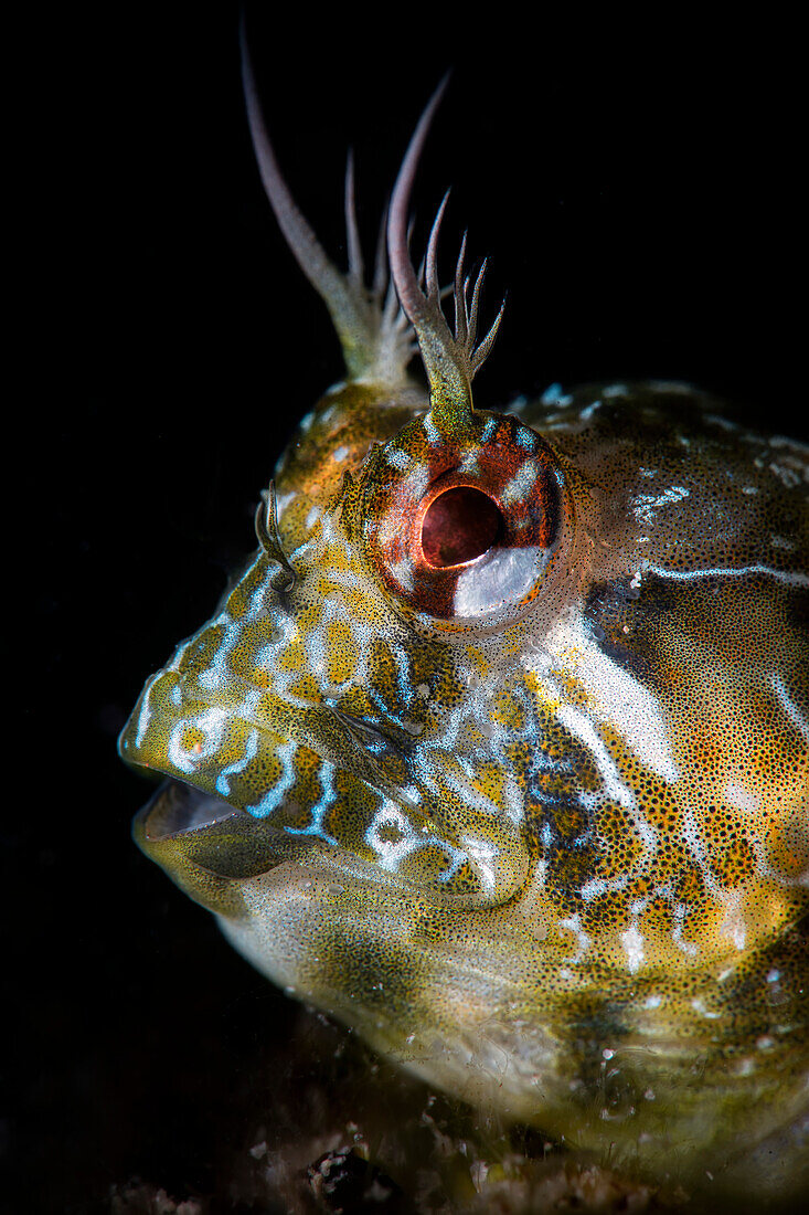 Mystery blenny