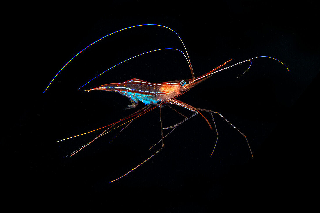 Narwhal shrimp on diver's arm