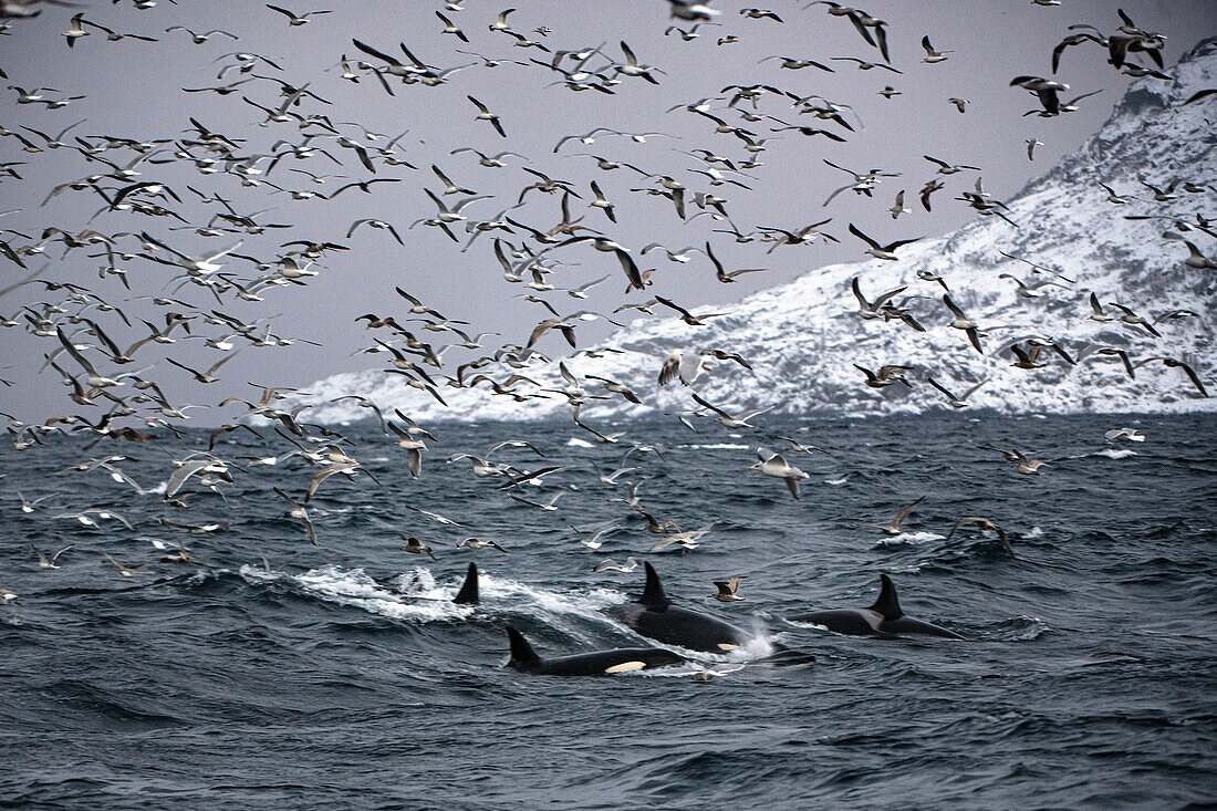 Seagulls and killer whales chasing school of sardines