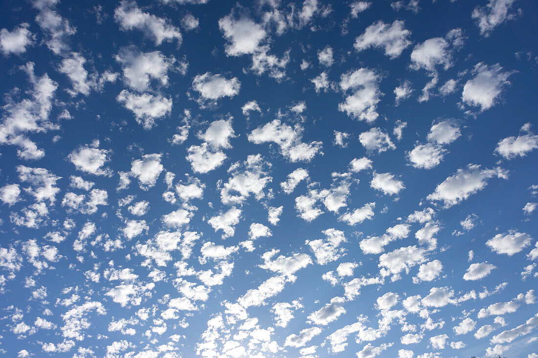 Cirrocumulus clouds