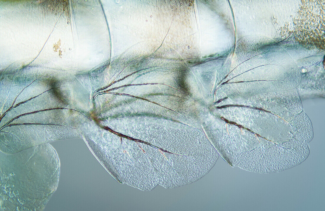 Mayfly larvae, light micrograph
