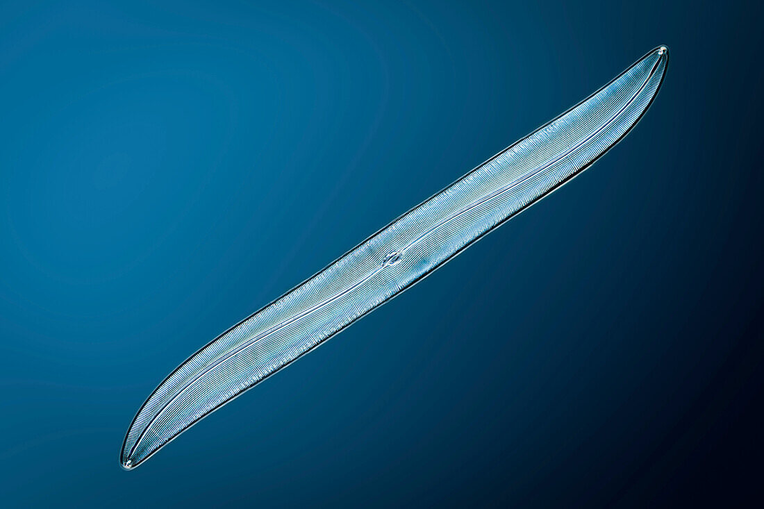 Gyrosigma sp. diatom, light micrograph