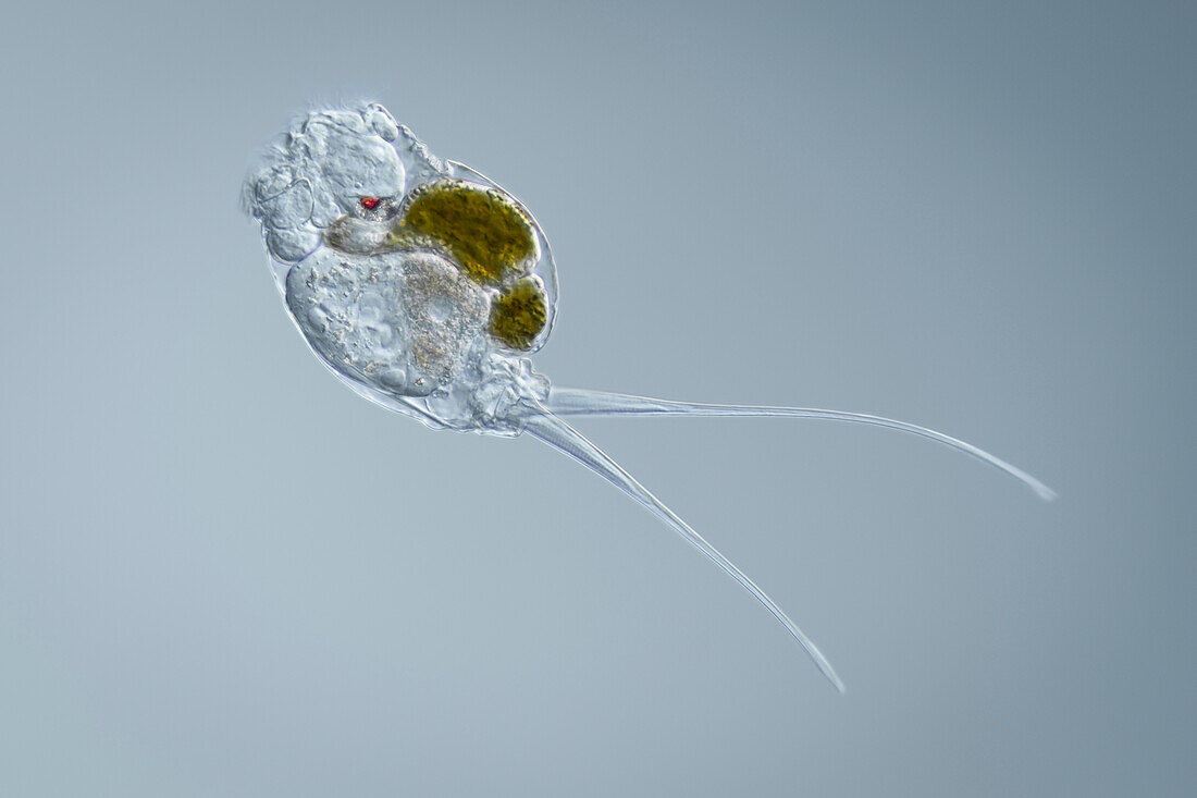 Monommata sp. rotifer, light micrograph