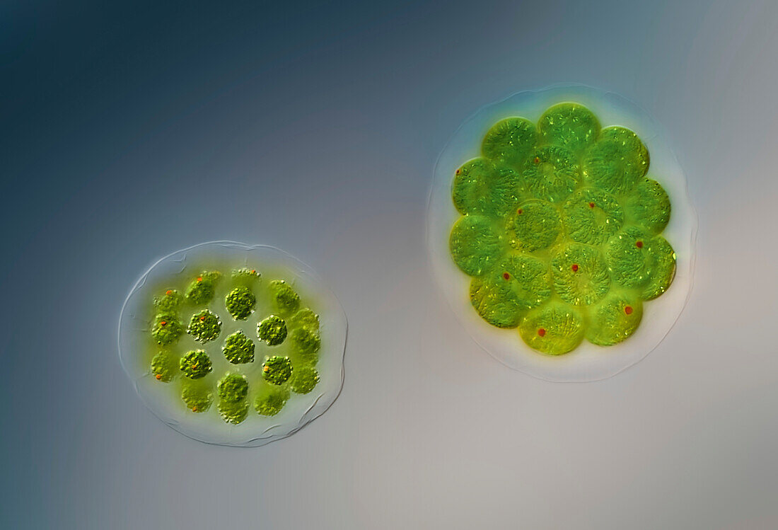 Green algae, light micrograph