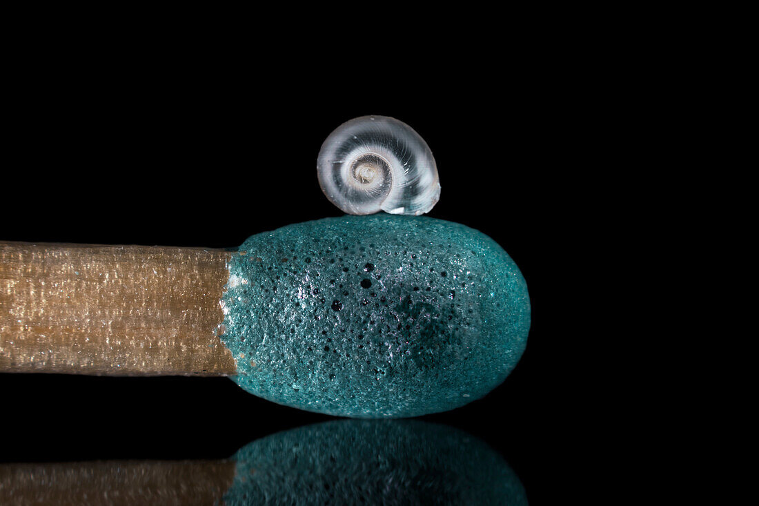 Mollusc on match, light micrograph