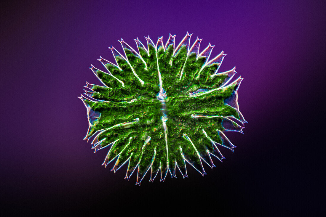 Green alga, light micrograph