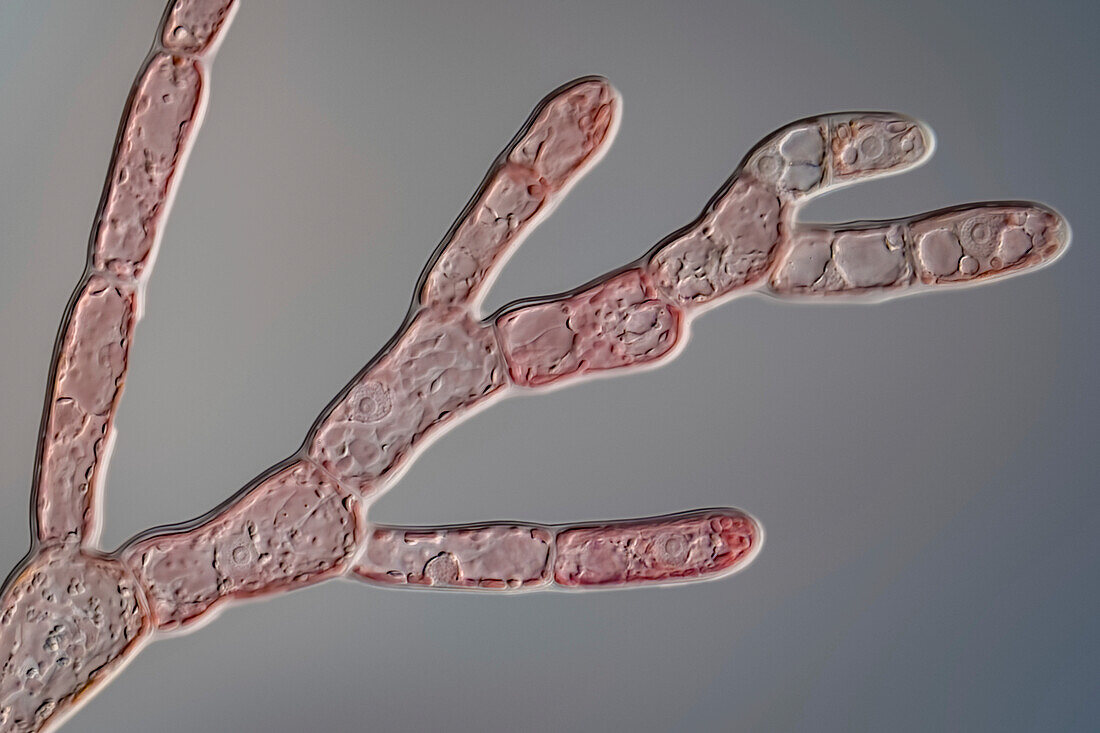 Red alga, light micrograph