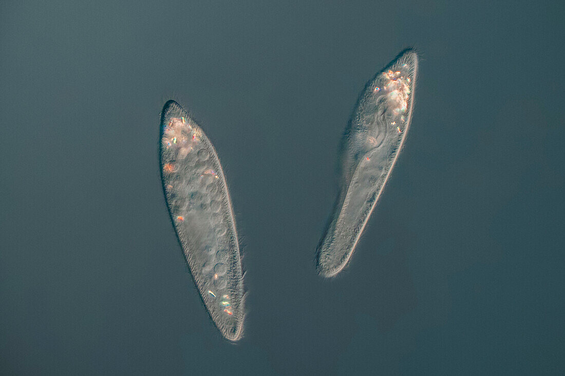 Paramecium sp. ciliate, light micrograph