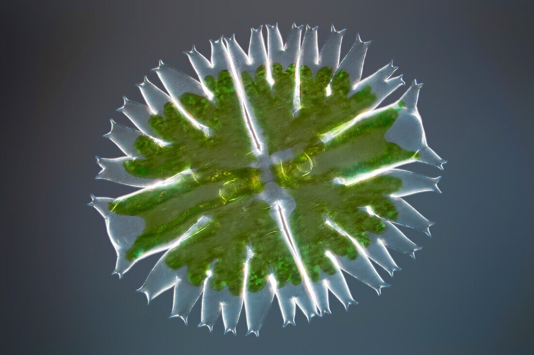 Green alga, light micrograph