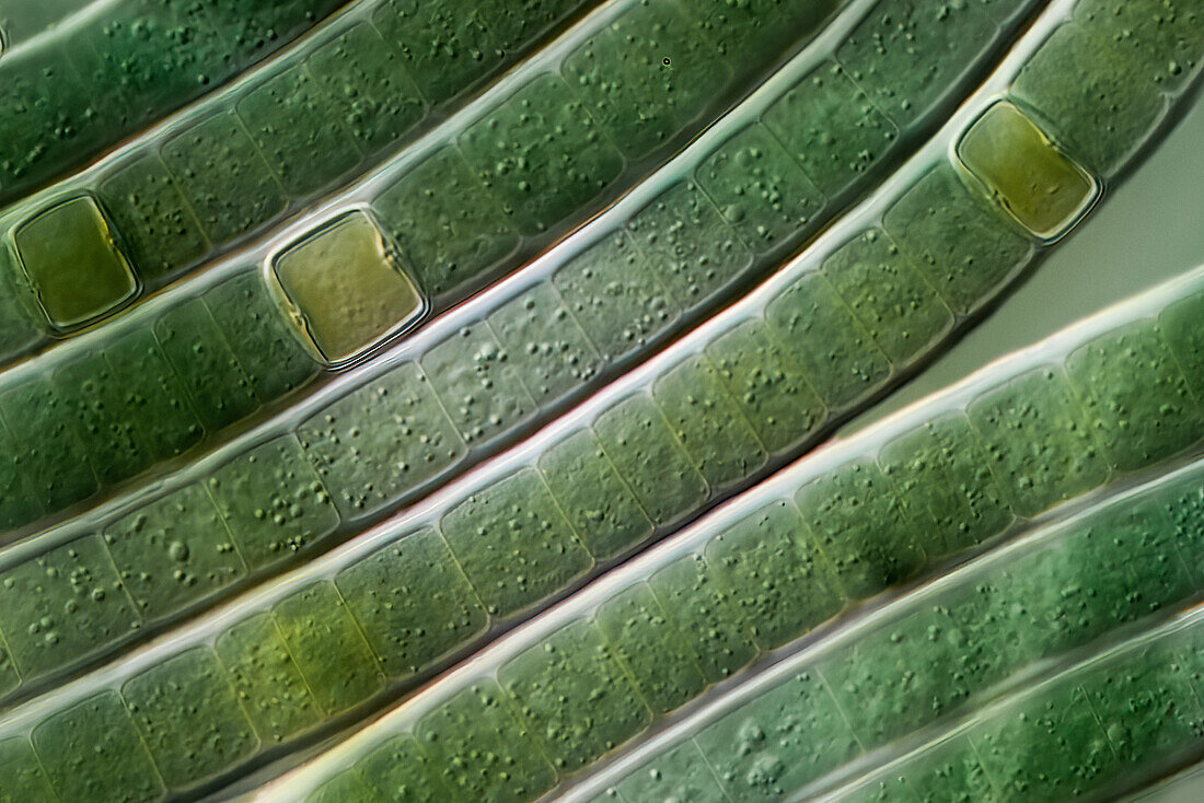 Scytonema hyalinum cyanobacteria, light micrograph