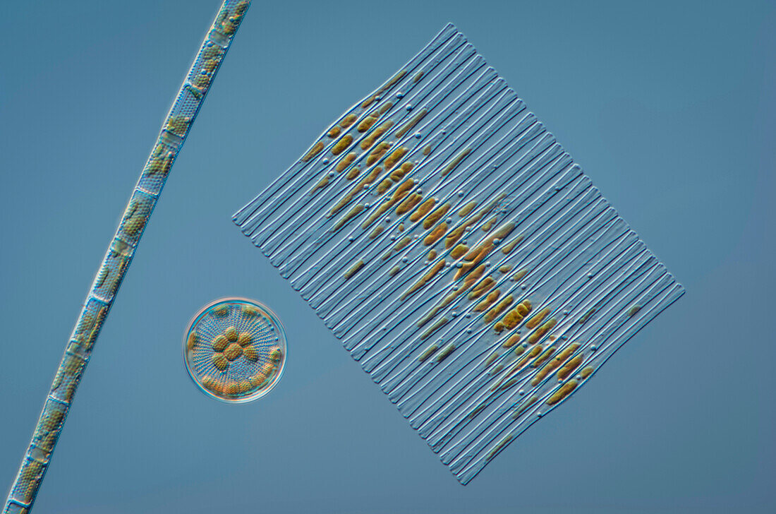 Three species of diatoms, light micrograph