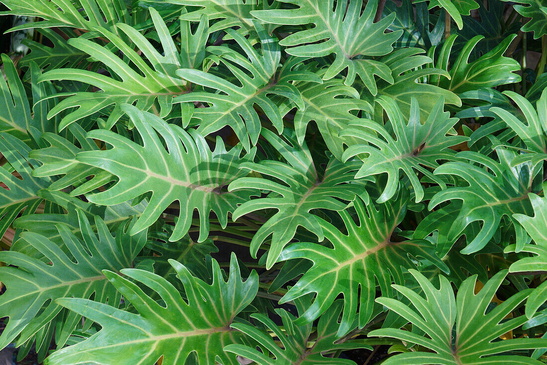 Winterbourn (Thaumatophyllum xanadu) plant