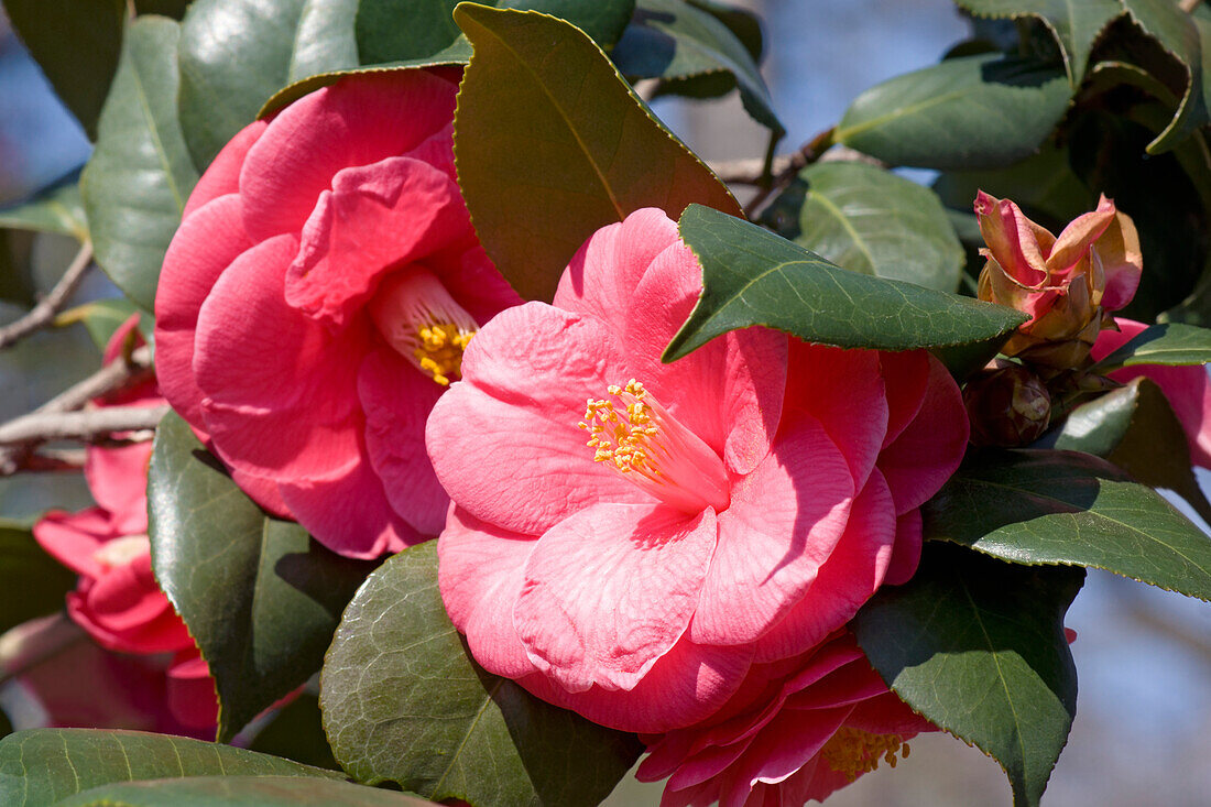 Camellia japonica 'Anacostia'