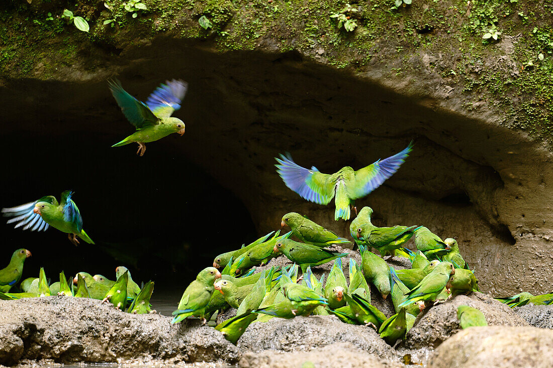 Cobalt-rumped parrotlets