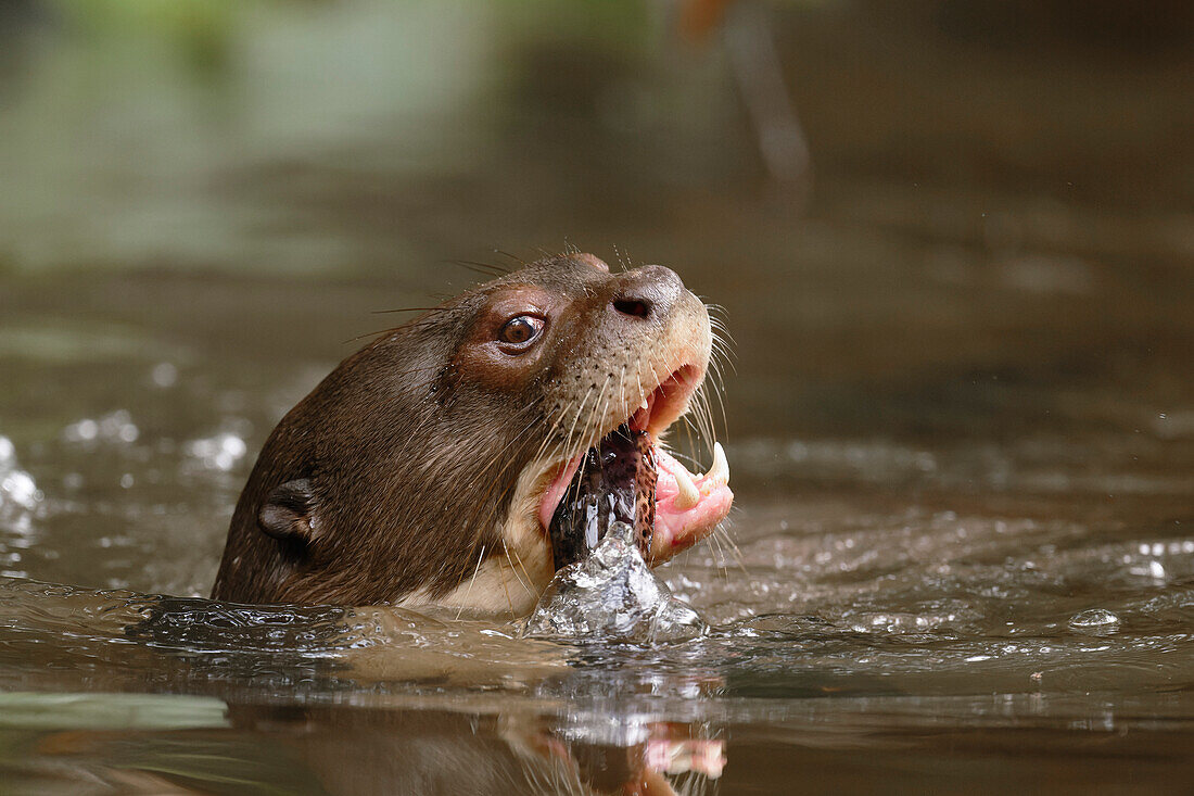 Giant river otter eating fish