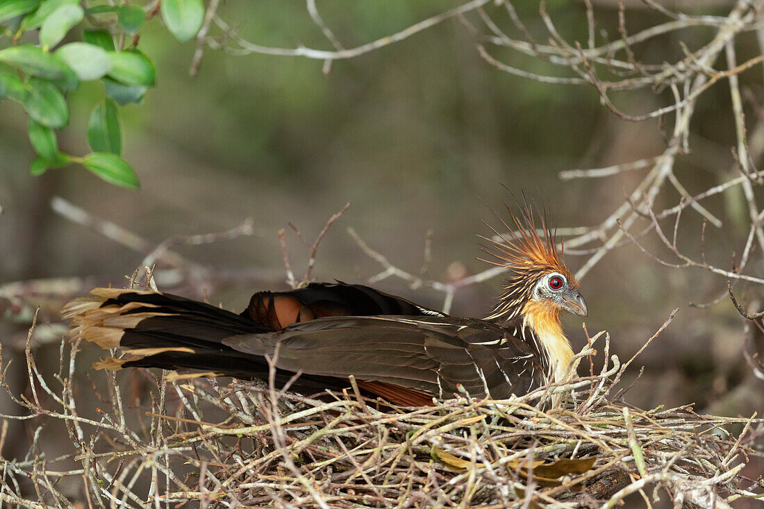 Hoatzin in a nest