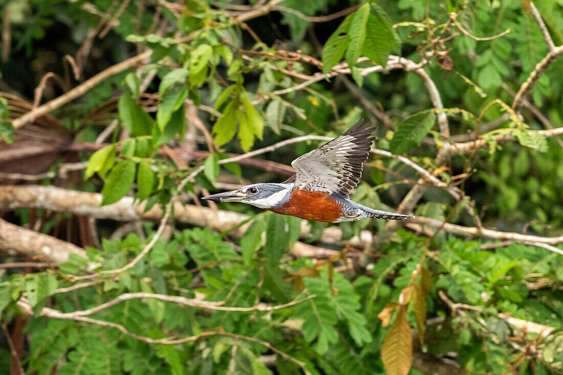 Ringed kingfisher