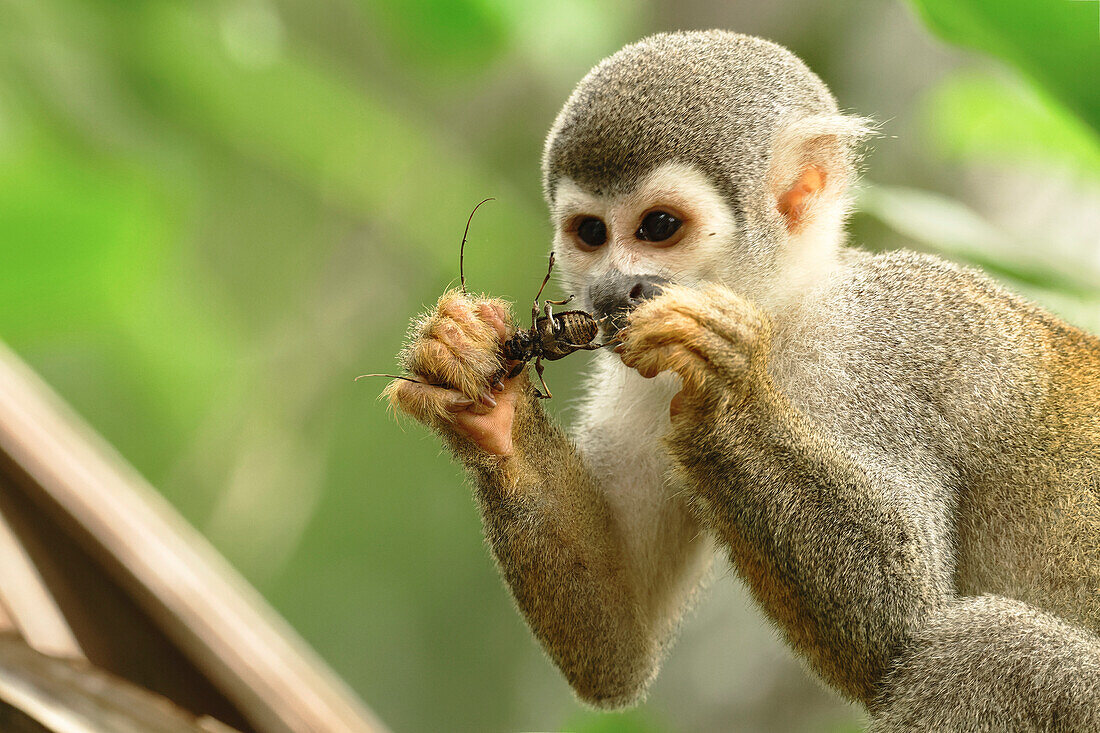 Squirrel monkey feeding