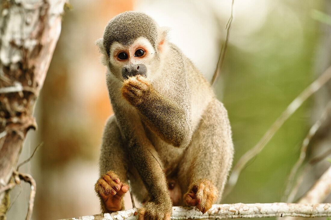 Squirrel monkey feeding