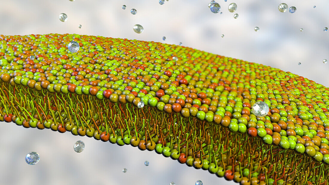 Cell membrane lipid bilayer, illustration