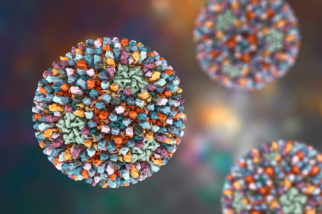 Reovirus, illustration