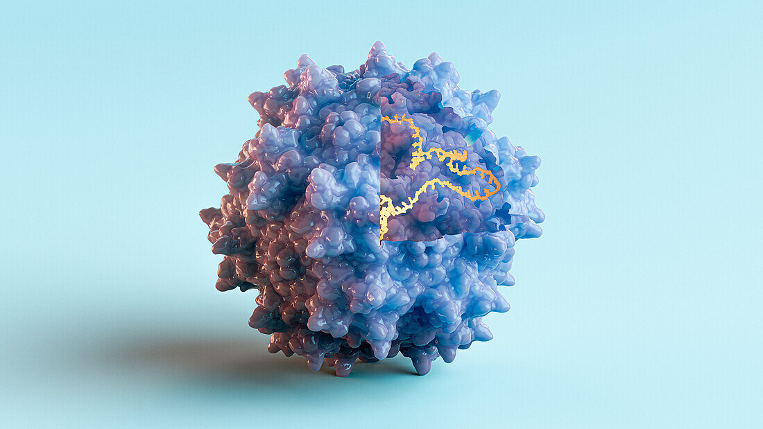 Adeno-associated virus, illustration