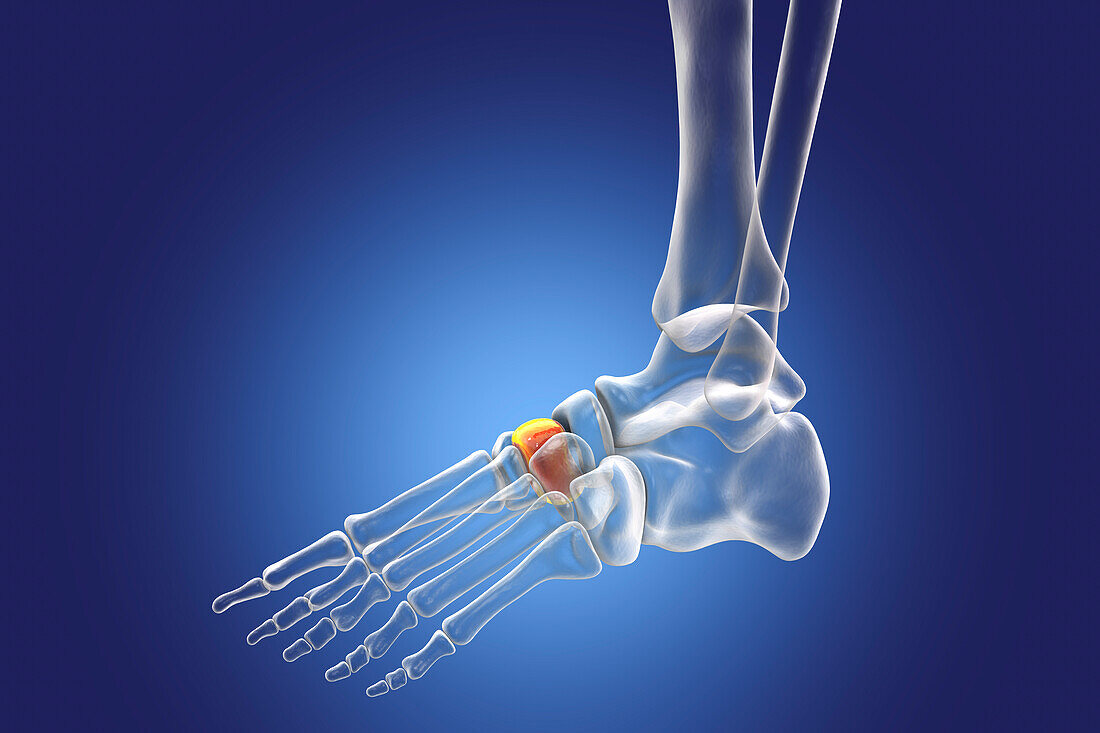 Intermediate cuneiform bone, illustration