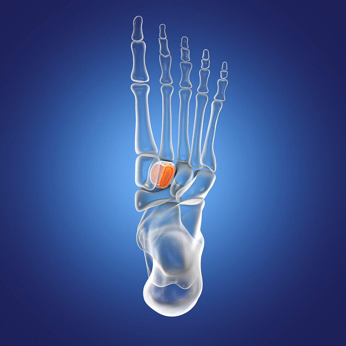 Intermediate cuneiform bone, illustration