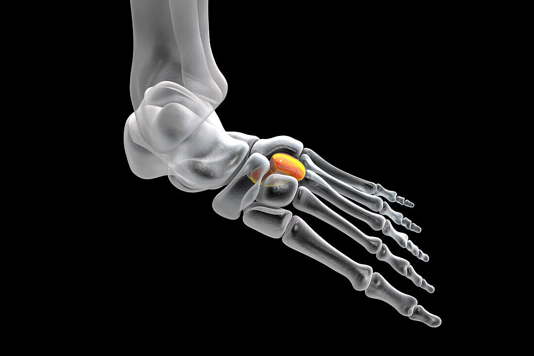 Lateral cuneiform bone, illustration