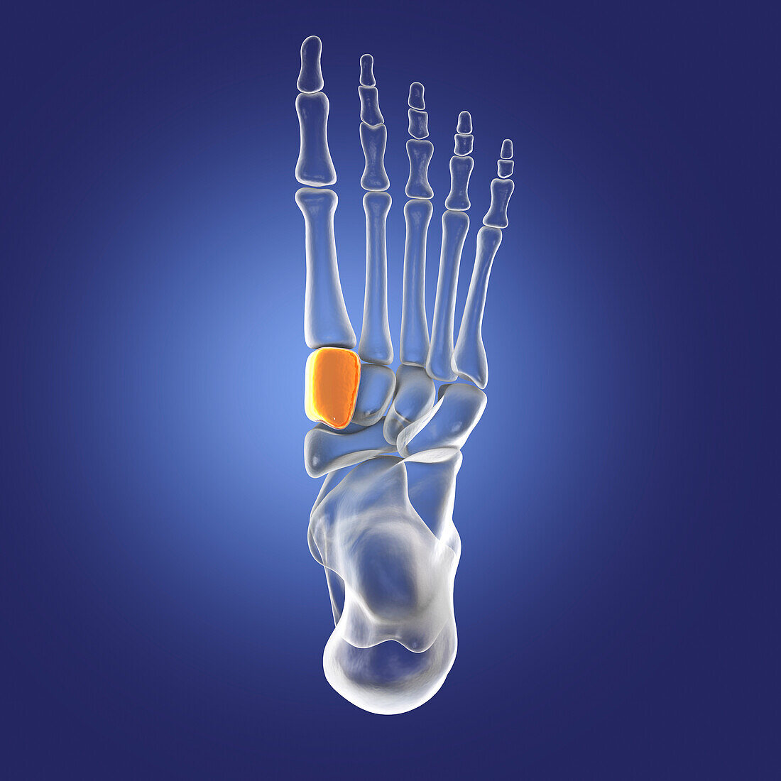 Medial cuneiform bone, illustration