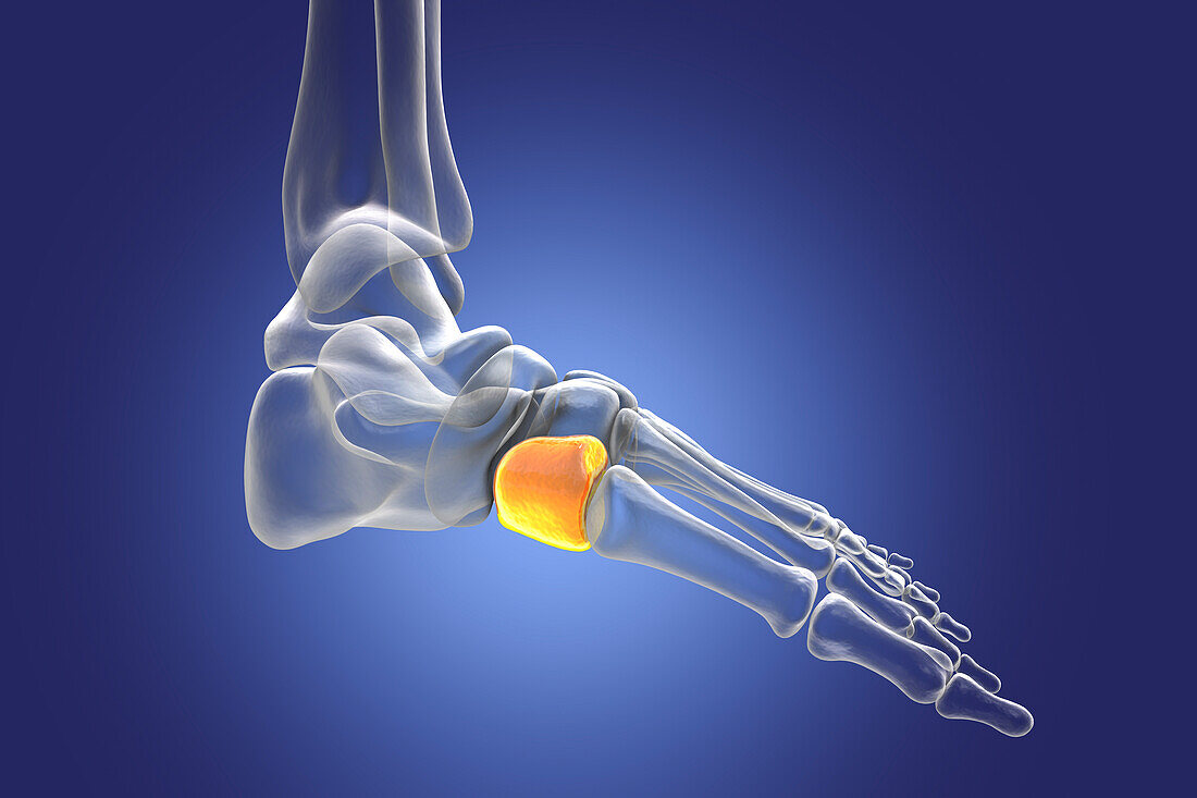 Medial cuneiform bone, illustration