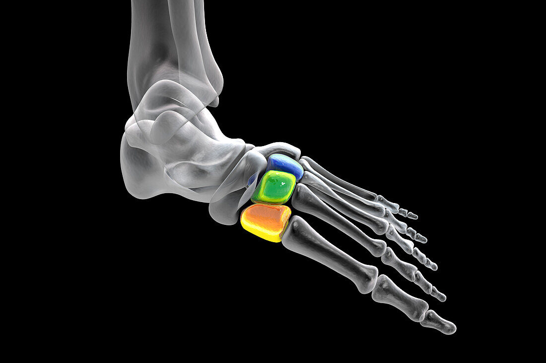 Cuneiform bones of the foot, illustration