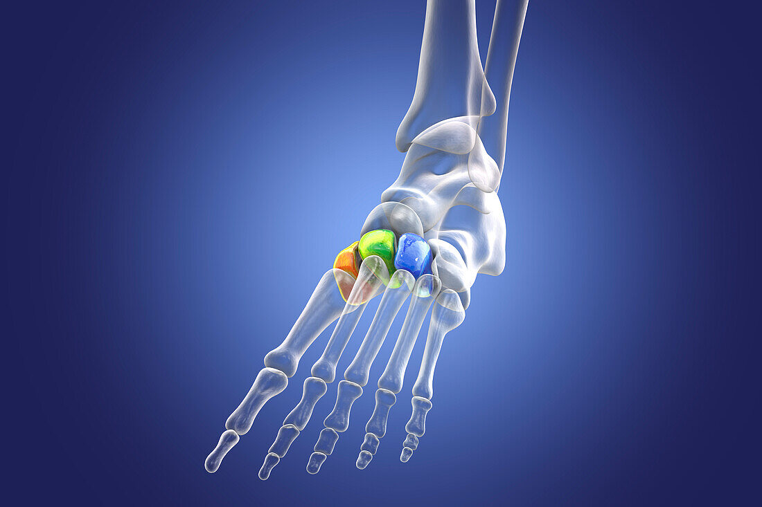 Cuneiform bones of the foot, illustration