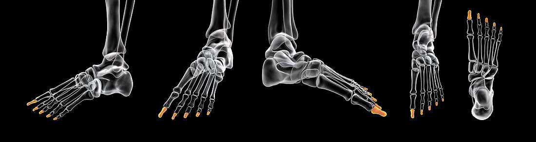 Distal phalange bones of the foot, illustration