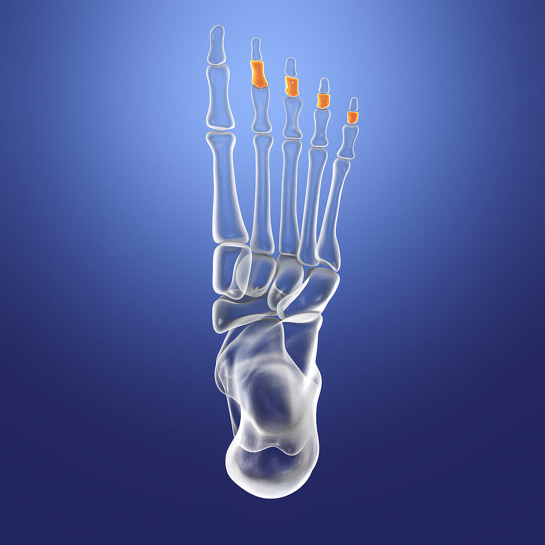 Middle phalange bones of the foot, illustration