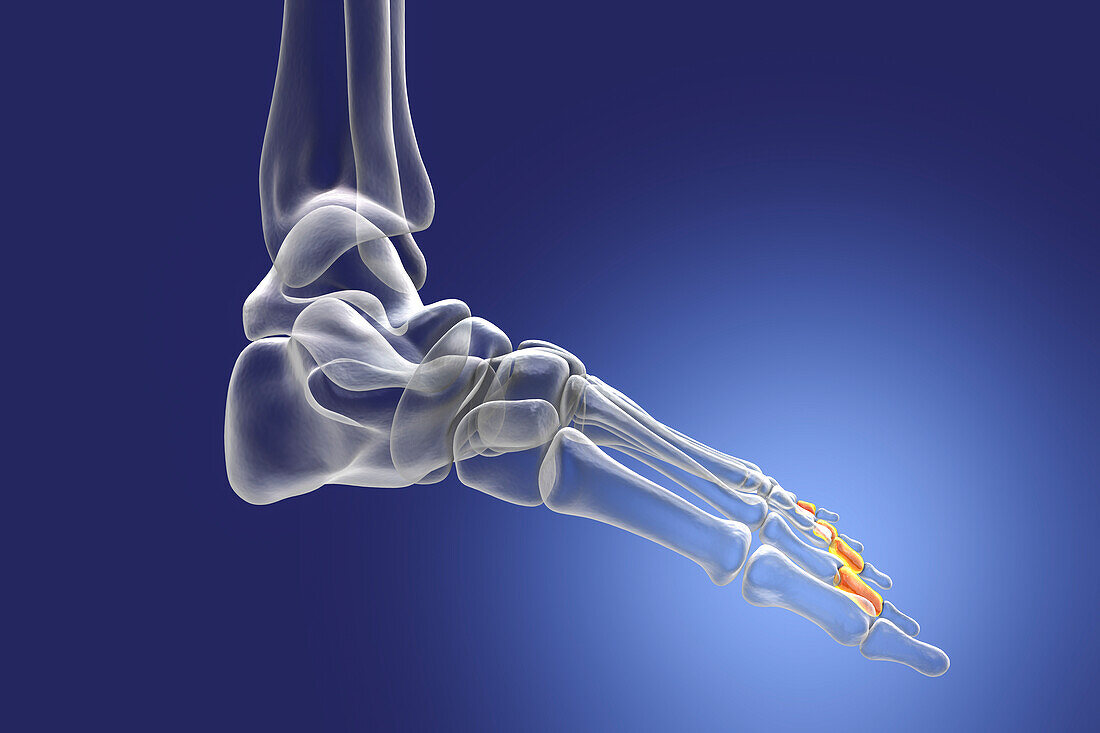 Middle phalange bones of the foot, illustration